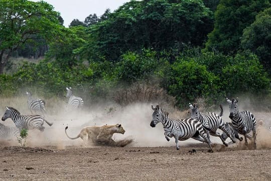 Wildlife Safari Tours